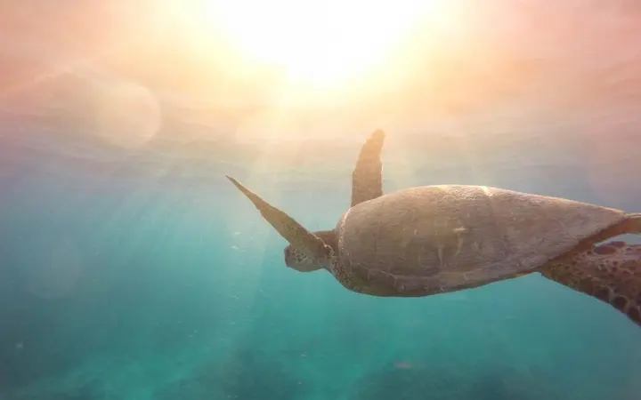 Kornjača pliva u plavom oceanu osvijetljenom sunčevim zrakama.