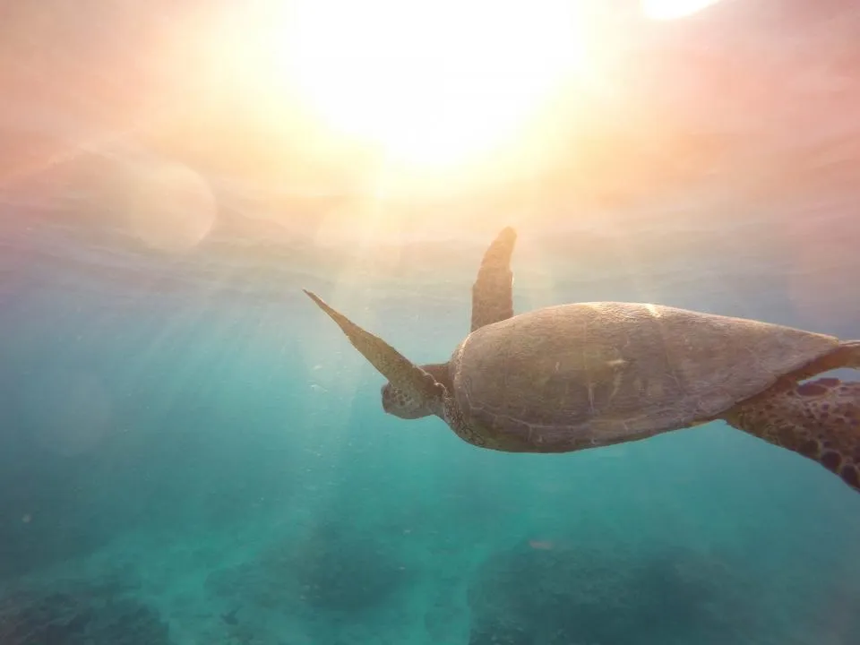 Motiv zidne tapete Morska kornjača u oceanu