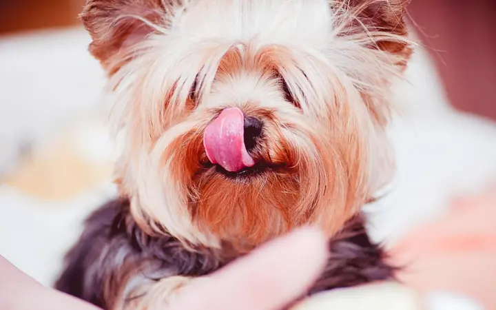 Veseli pas yorkie s isplaženim jezikom u toplim smeđim tonovima na neutralnoj pozadini.