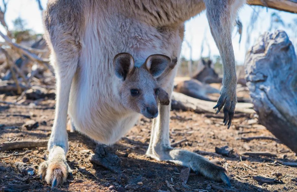 Motiv zidne tapete Bebasti klokan iz Australije