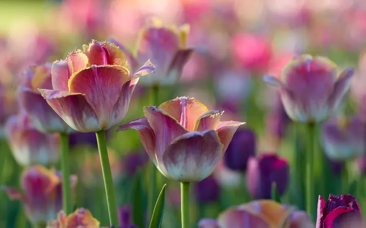 Šareno polje tulipana u punom cvatu s bokeh efektom i sunčevim svjetlom.